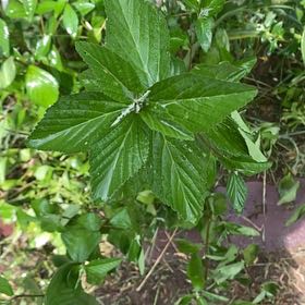 Photo of the plant species Ramgoat Dashalong by @StarRoussea6 named Morgan Treeman on Greg, the plant care app