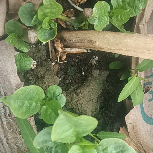 Photo of the plant species Malabar Spinach by @LordHoupara32 named Miley on Greg, the plant care app