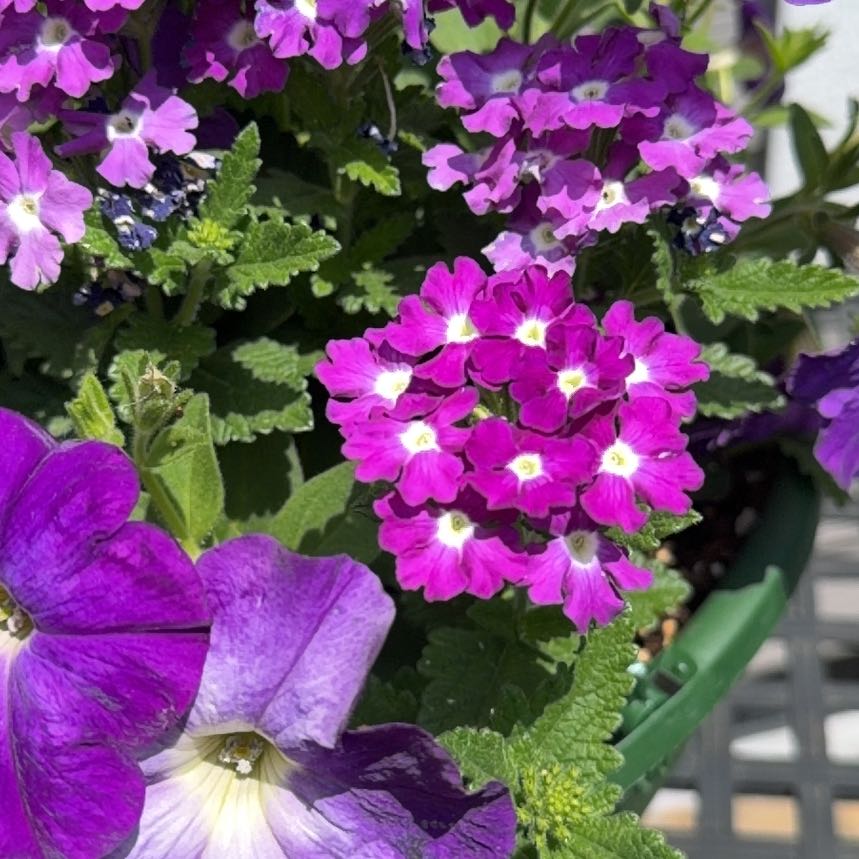 Photo of the plant species Common Primrose by @SavvyUngnadia93 named Spike Leaves on Greg, the plant care app