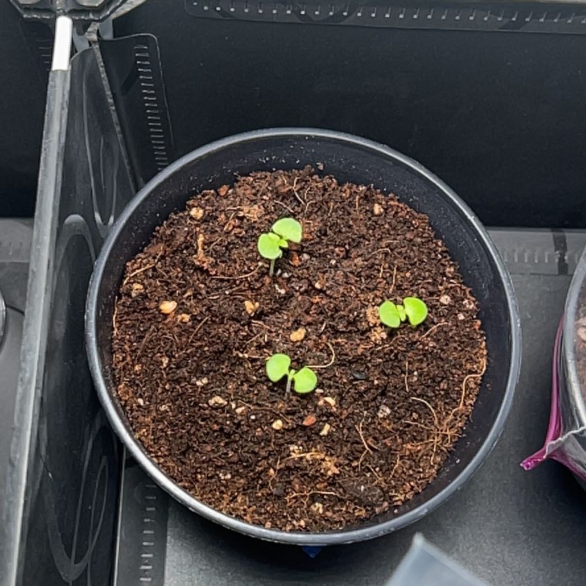 Photo of the plant species basil genovese by @PrimoCrassula72 named Billy on Greg, the plant care app