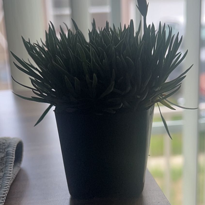 Photo of the plant species Dianthus 'Pink Kisses' by @PrimoCrassula72 named Gregarious on Greg, the plant care app