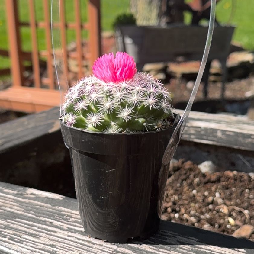 Photo of the plant species Catus by @GreatPipevine71 named Prince on Greg, the plant care app