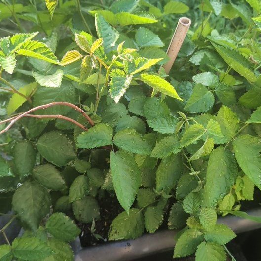 Photo of the plant species California Blackberry by @NewJicaro34 named Darwin on Greg, the plant care app