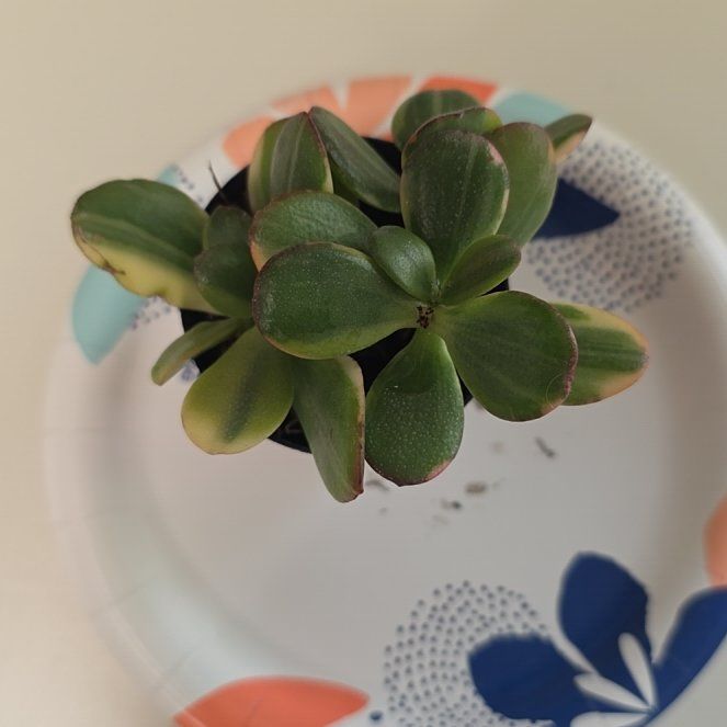 Photo of the plant species Crassula obliqua 'Lemon 'n Lime' by @StableDyebush46 named Pax on Greg, the plant care app