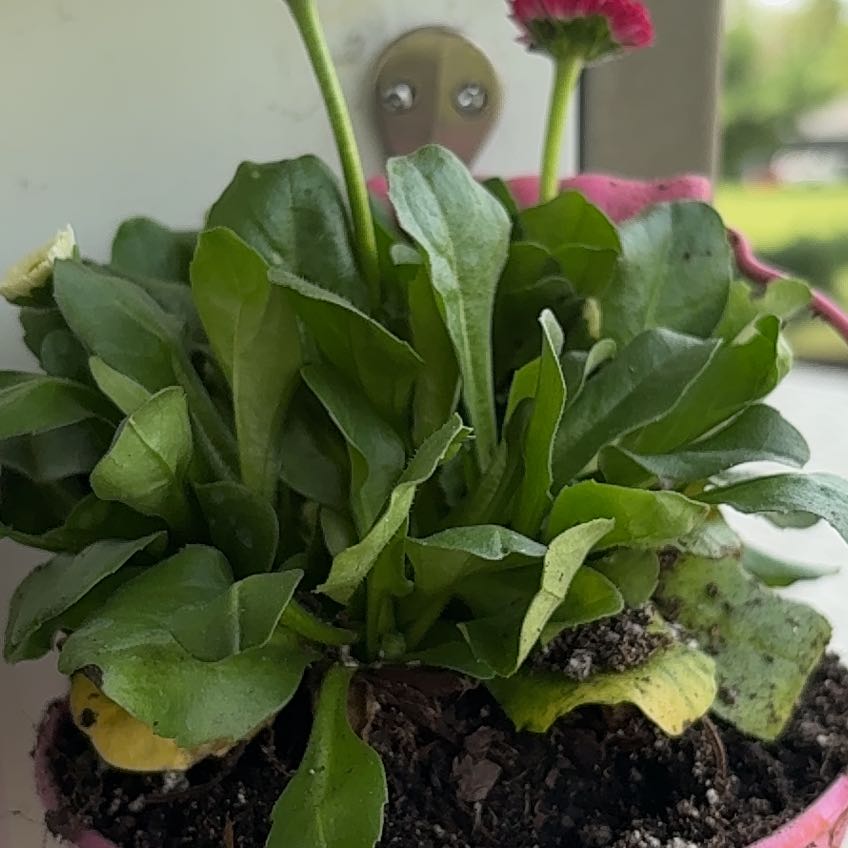 Photo of the plant species Daisy by @PiousRemuremu25 named Apollo on Greg, the plant care app