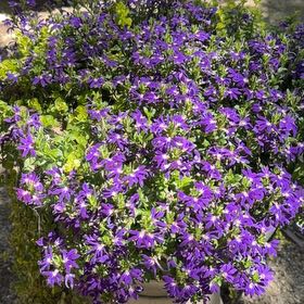 Photo of the plant species Scaevola Aemula by @PerfectTaro64 named Leaf Erickson on Greg, the plant care app