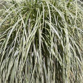 Photo of the plant species Texas Sacahuista by @PerfectTaro64 named Clooney on Greg, the plant care app