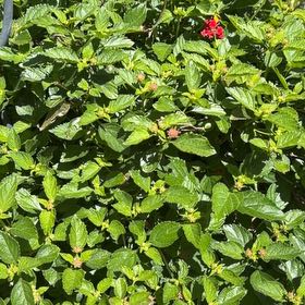 Photo of the plant species Lantana by @PerfectTaro64 named Beyonce on Greg, the plant care app