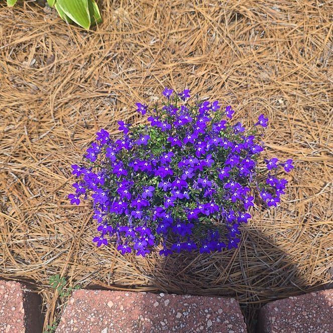 Photo of the plant species Lilacbush by @HotChichipe99 named LiloStitch on Greg, the plant care app
