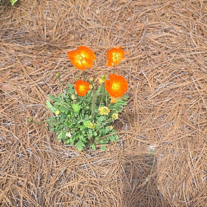 Photo of the plant species Iceland Poppy by @HotChichipe99 named Xena on Greg, the plant care app