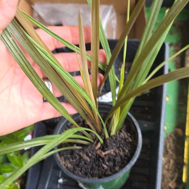 Photo of the plant species Cogon Grass by @HotChichipe99 named Naomi on Greg, the plant care app