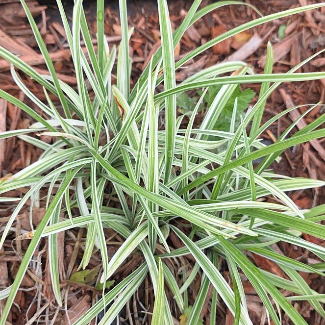Photo of the plant species Big Blue Lilyturf by @HotChichipe99 named Tupot amaroot on Greg, the plant care app