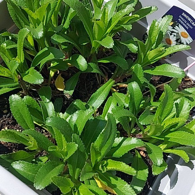 Photo of the plant species Shasta Daisy by @TerrificMugwort named Shakira on Greg, the plant care app