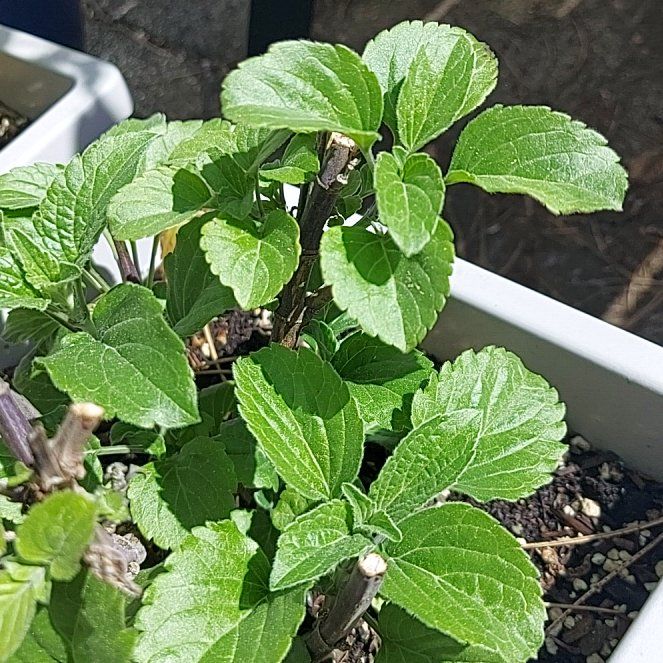 Photo of the plant species Mystic Spires Blue Salvia by @TerrificMugwort named Madonna on Greg, the plant care app