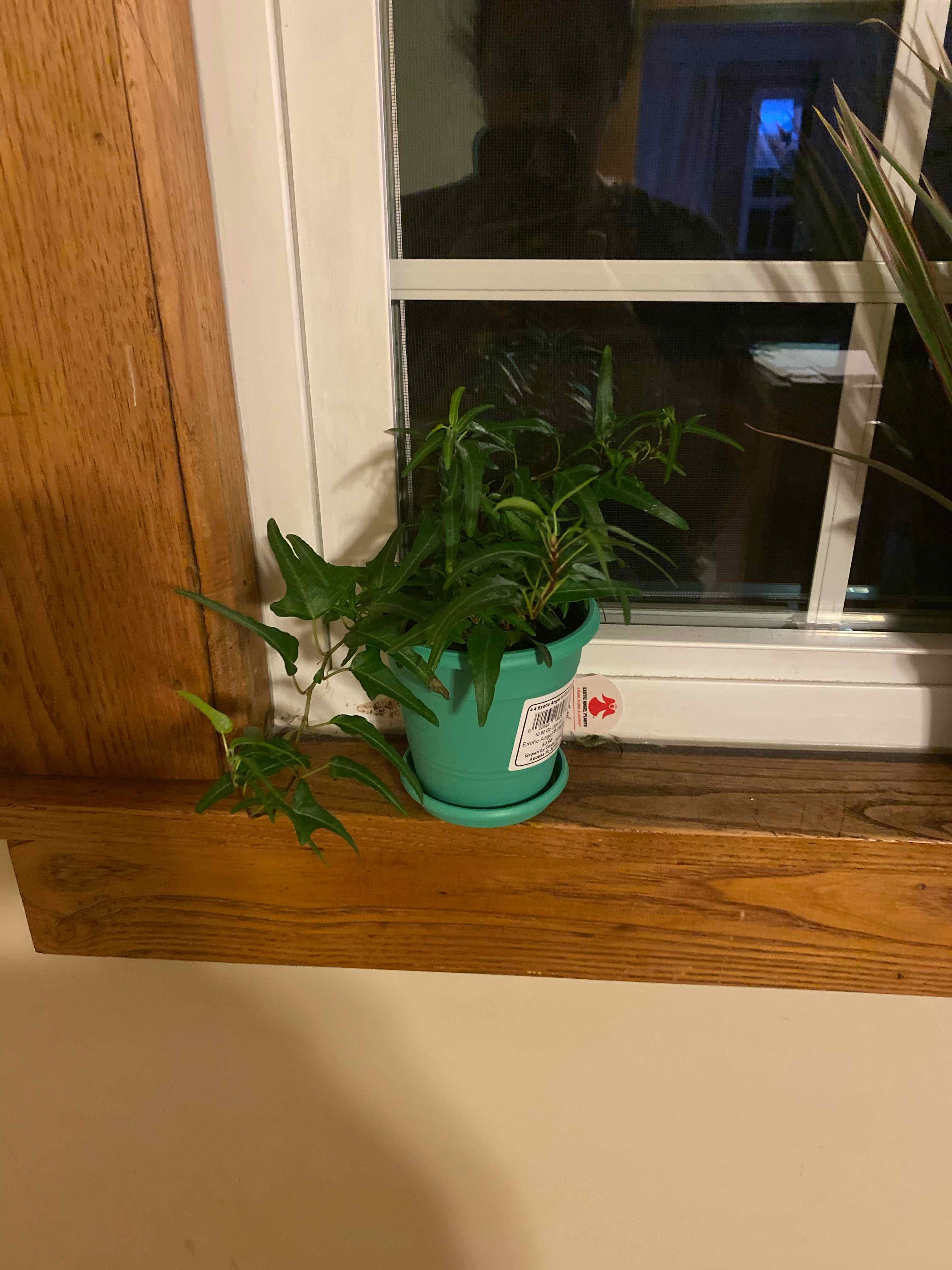 Potted Spearpoint Ivy plant on a windowsill, appears healthy with green leaves.