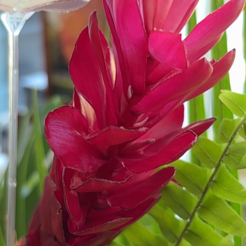 Photo of the plant species Red Ginger by @SuperRamarama95 named Dolores on Greg, the plant care app