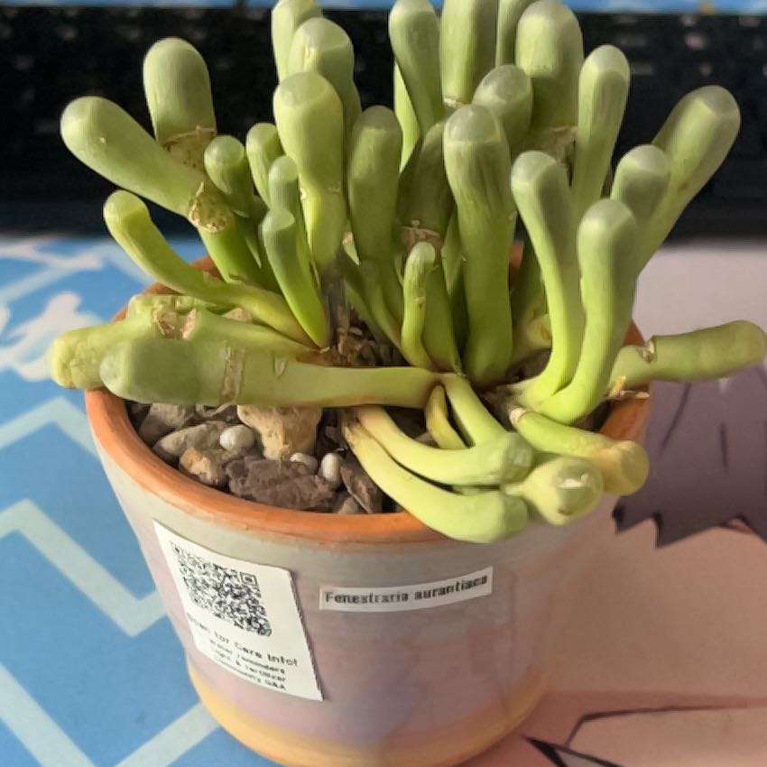 Photo of the plant species Baby Toes by @ProRubyball64 named Captain Plant-it on Greg, the plant care app