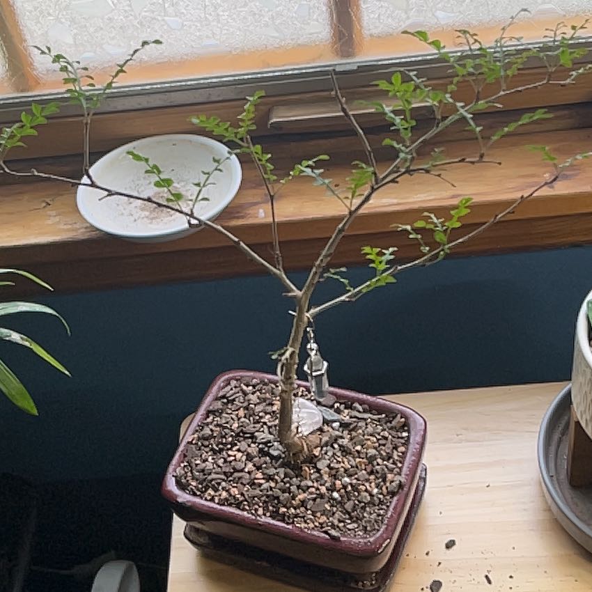 Photo of the plant species Elephant Tree by @ProRubyball64 named Elle on Greg, the plant care app