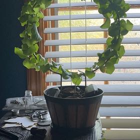 Photo of the plant species Elephant's Foot by @ProRubyball64 named Mochi on Greg, the plant care app
