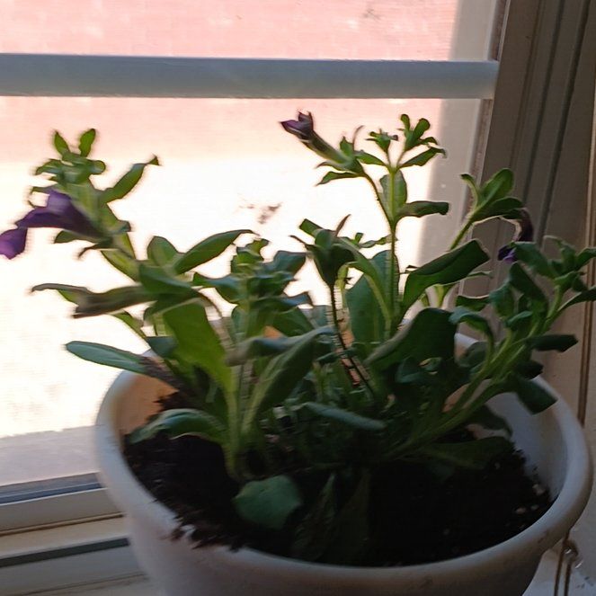 Photo of the plant species Petunia by @UberLentil91 named Drake on Greg, the plant care app
