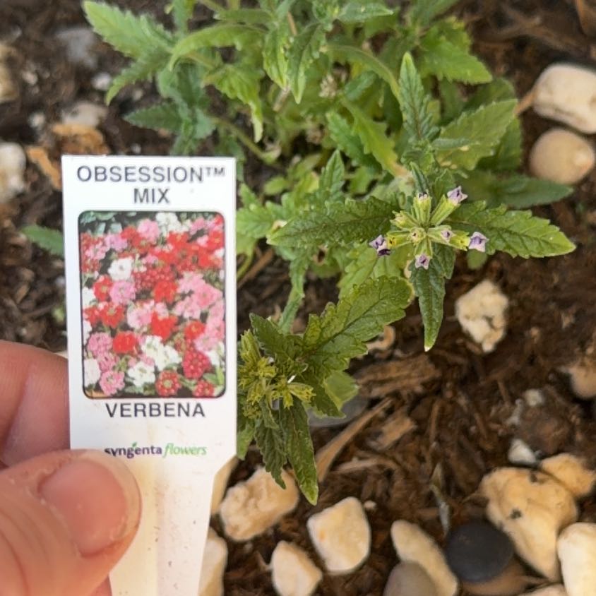 Photo of the plant species Verbena Obsession Mix by @TopOrpine86 named Delilah on Greg, the plant care app