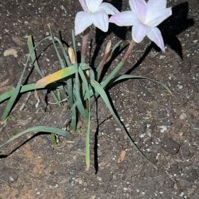 Photo of the plant species Prairie Lily by @TopOrpine86 named Harper on Greg, the plant care app