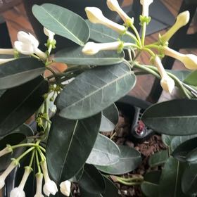 Photo of the plant species Night-Blooming Jessamine by @PeakTyrimnus96 named Sanders on Greg, the plant care app