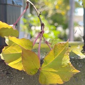 Photo of the plant species Boston Ivy 'Lowii' by @PetiteShallot60 named Remington on Greg, the plant care app
