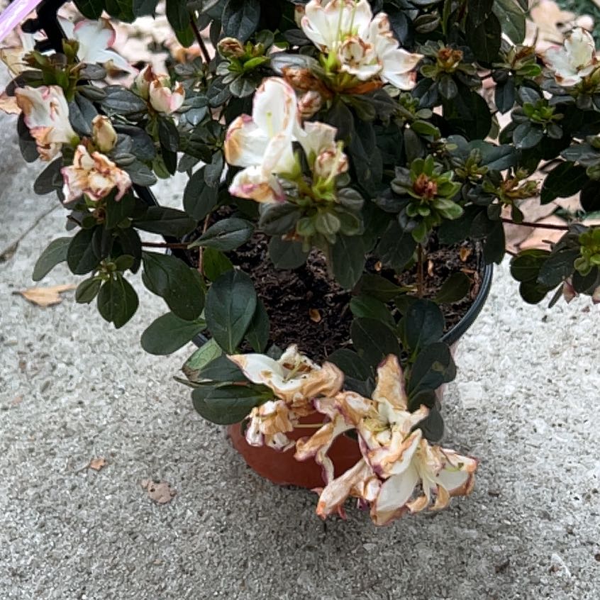 Photo of the plant species Western Azalea by @GemOrchid94 named Treeyonce on Greg, the plant care app