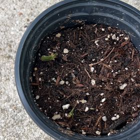Photo of the plant species Shamrock by @GemOrchid94 named Shammie on Greg, the plant care app