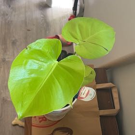 Photo of the plant species Lemon Lime Monstera by @GemOrchid94 named Fish Tank on Greg, the plant care app