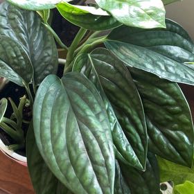 Photo of the plant species Alexa by @GemOrchid94 named Sage on Greg, the plant care app