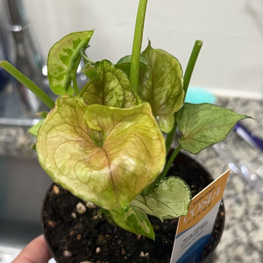 Photo of the plant species Berry Allusion Syngonium by @GemOrchid94 named Lucy on Greg, the plant care app