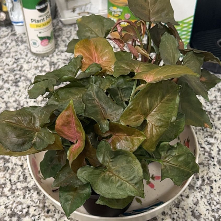 Photo of the plant species Syngonium 'Maria Allusion' by @GemOrchid94 named Morticia on Greg, the plant care app