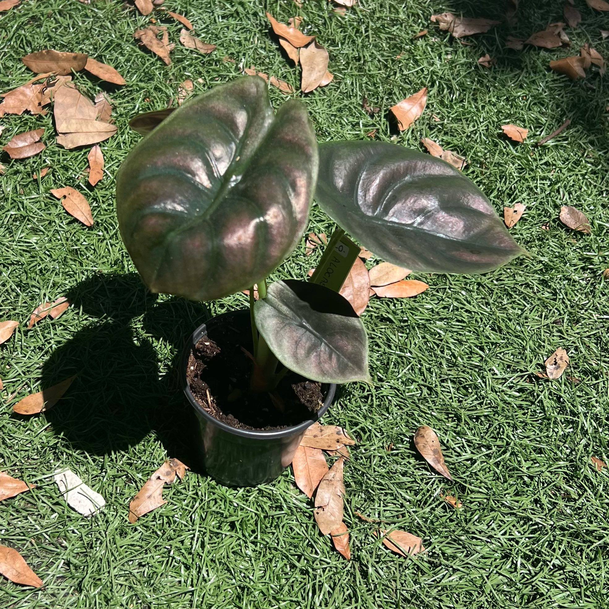 Photo of the plant species Alocasia Cuprea by @GemOrchid94 named Natalia on Greg, the plant care app