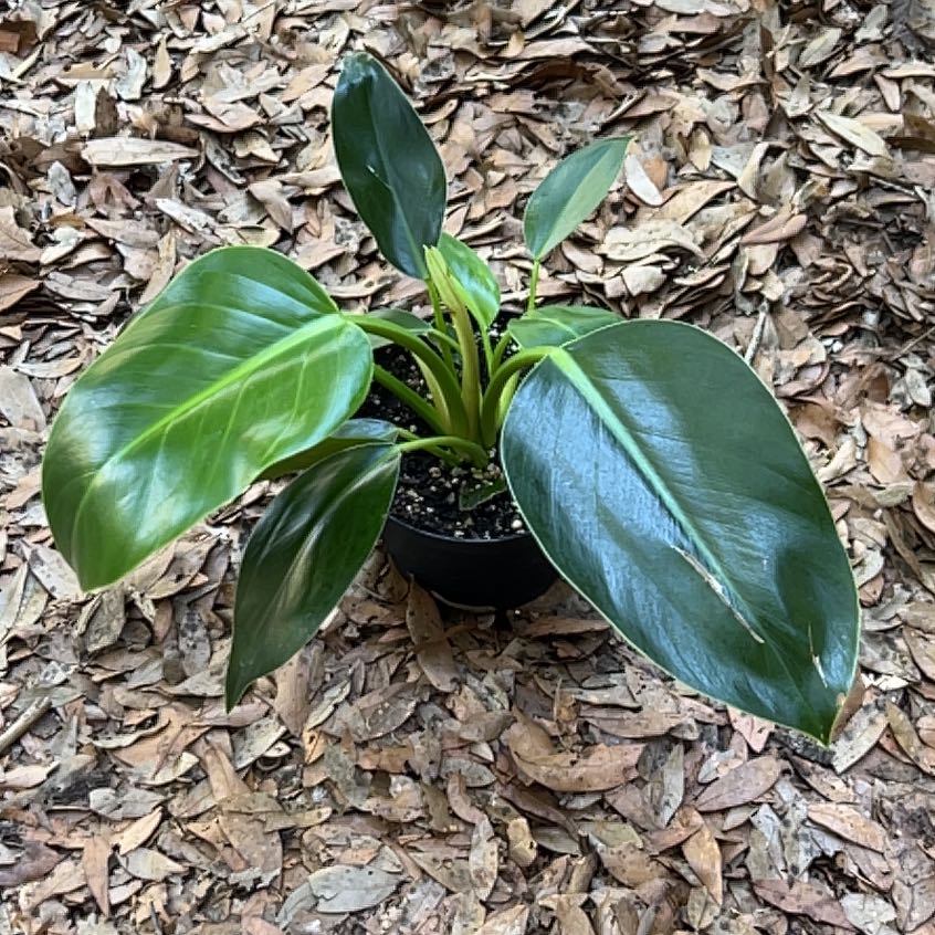 Photo of the plant species green congo by @GemOrchid94 named Marley on Greg, the plant care app