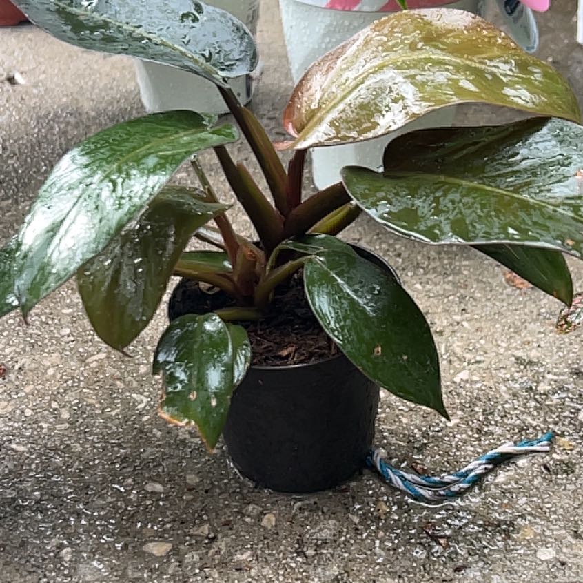 Photo of the plant species Philodendron 'Congo Rojo' by @GemOrchid94 named Tampa Red on Greg, the plant care app