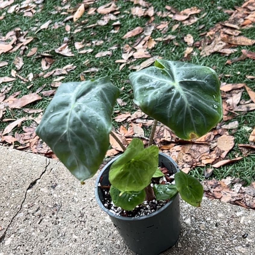 Photo of the plant species ivory coast by @GemOrchid94 named TBD on Greg, the plant care app