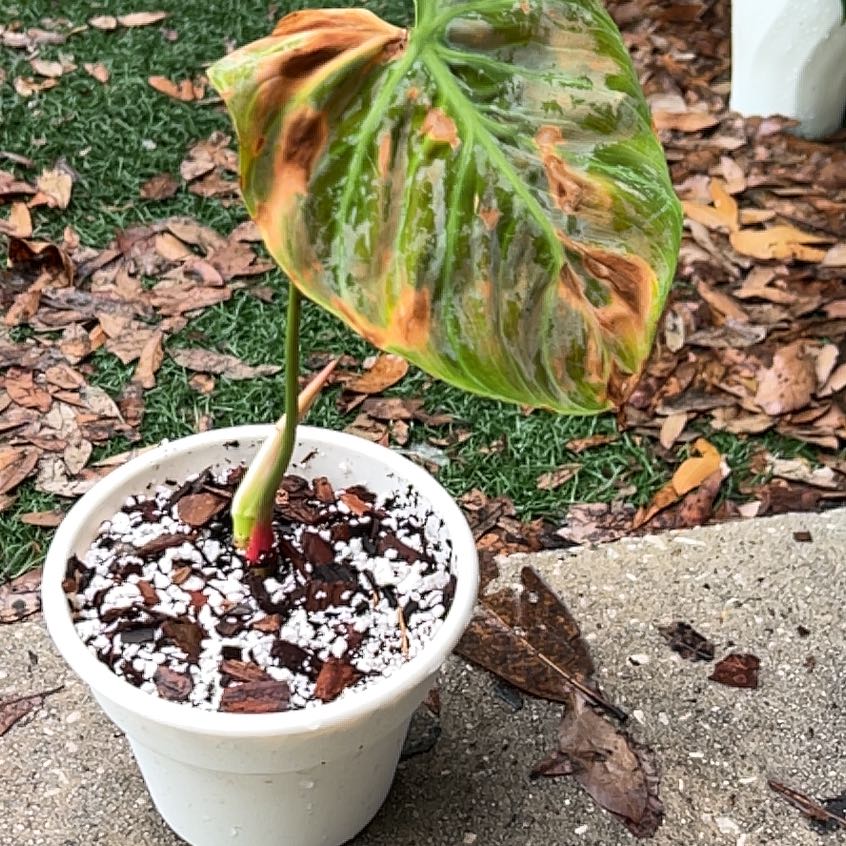Photo of the plant species Philodendron 'El Choco' by @GemOrchid94 named El Chapo on Greg, the plant care app
