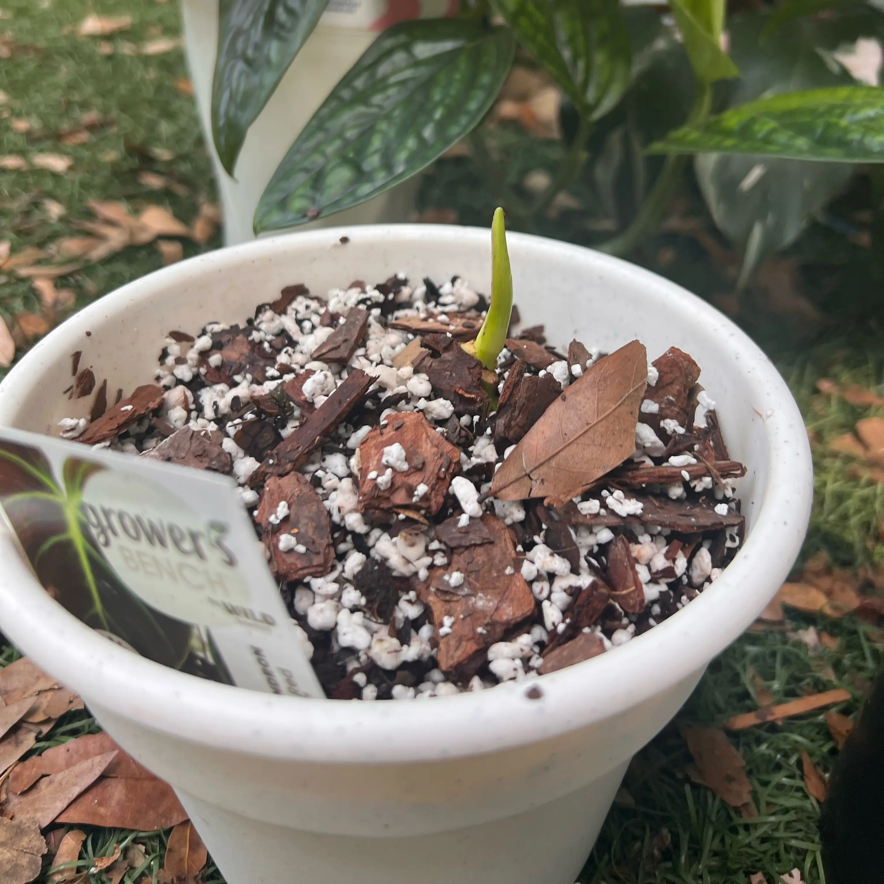 Photo of the plant species Philodendron 'El Choco' by @GemOrchid94 named El Chapo on Greg, the plant care app