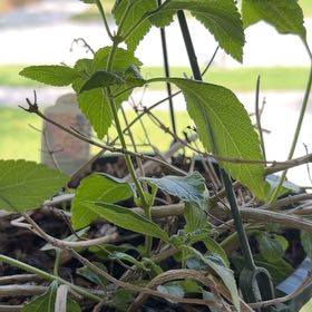 Photo of the plant species Lantana by @RulerKamahi79 named Rihanna on Greg, the plant care app