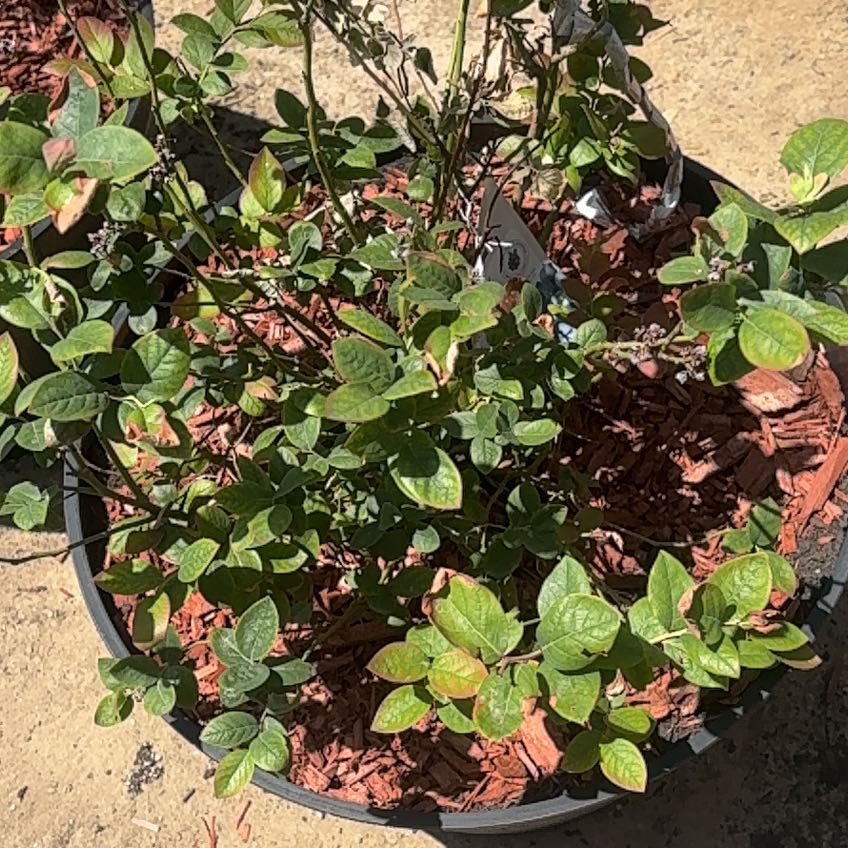Photo of the plant species Blueberry by @HipPeony80 named Peach Sorbet on Greg, the plant care app