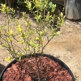 Photo of the plant species Pink Lemonade Blueberry by @HipPeony80 named Shakira on Greg, the plant care app