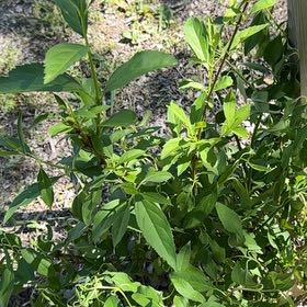 Photo of the plant species Border Forsythia by @BusyNoni92 named Oscar on Greg, the plant care app