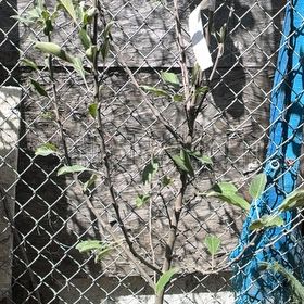 Photo of the plant species Anna Apple by @FunAdelinia42 named Jeffrey applestein on Greg, the plant care app