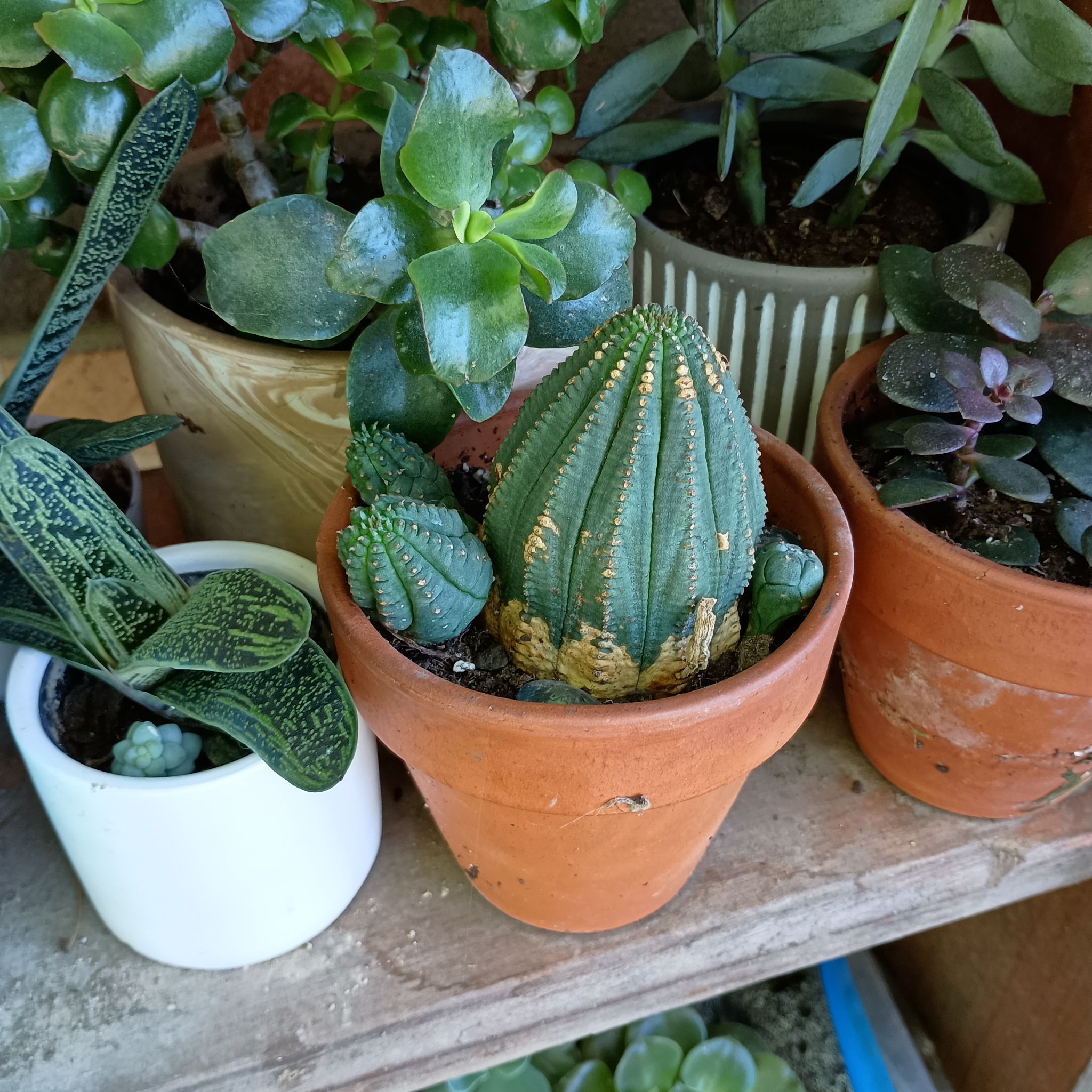 Baseball Plant (Euphorbia obesa) in a terracotta pot, surrounded by other potted plants.