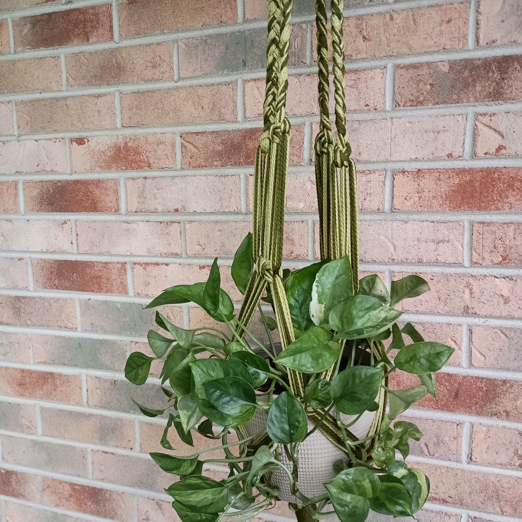 Hanging Lemon Meringue Pothos plant in a macrame holder against a brick wall.