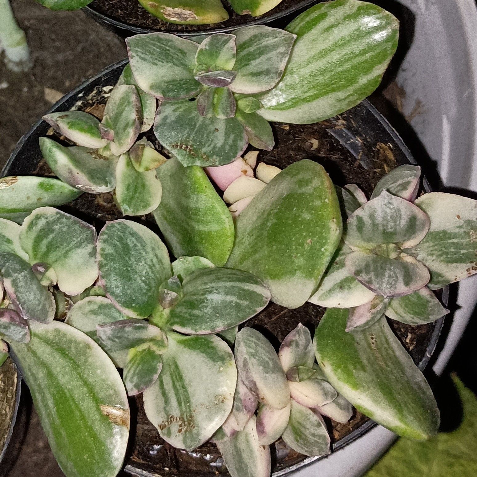 Variegated jade plant with green and white leaves in a pot, soil visible.