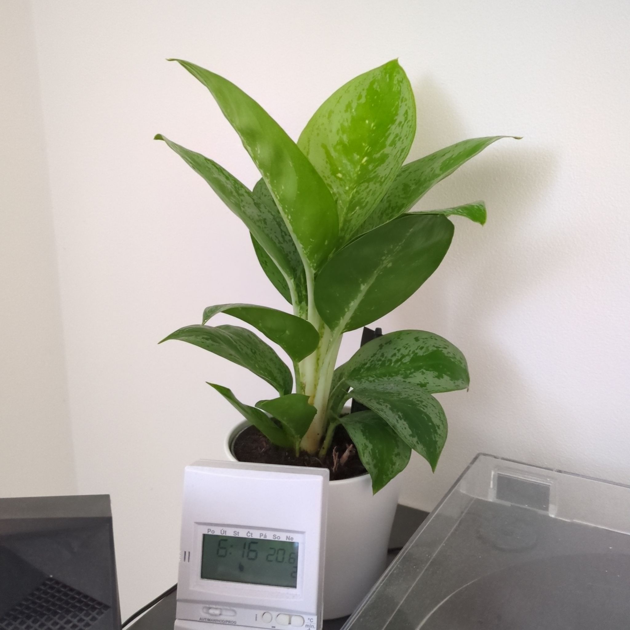 Aglaonema