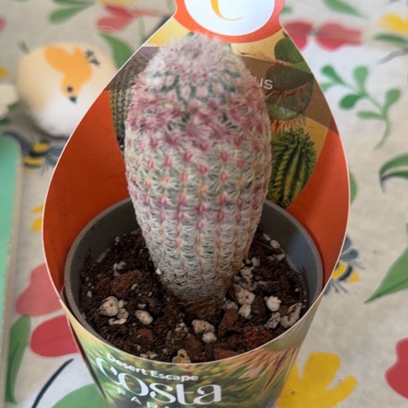 Photo of the plant species Rainbow Hedgehog Cactus 'Album' by @SuppleBacchus65 named Orwell on Greg, the plant care app